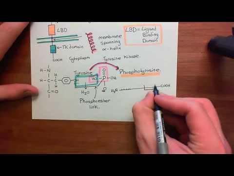 Receptor Tyrosine Kinases Part 1