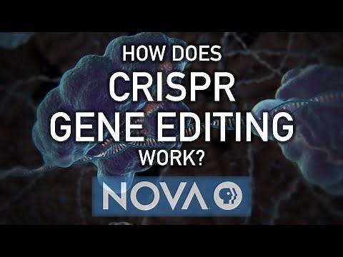 How does CRISPR gene editing work?