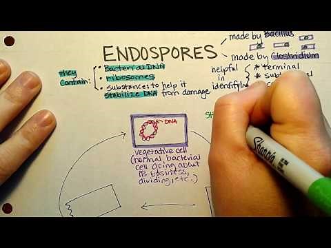 Endospore Sporulation
