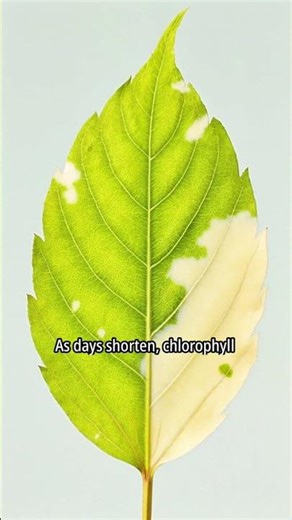 Why Leaves Change Color | Science for Kids #shorts