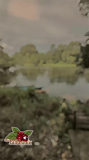 ~ Untuk Pertama Kali Buah Guarana Terhasil Di Sarawak ~ Bagi yang Berminat Untuk menanam Guarana Di Sarawak, Boleh HUBUNGI : Office: 019-913 9221