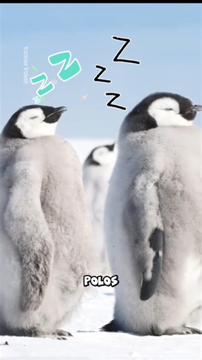 Kenapa Pinguin Jalannya Menggoyang? Ini Alasannya! #hewan #hewanlucu