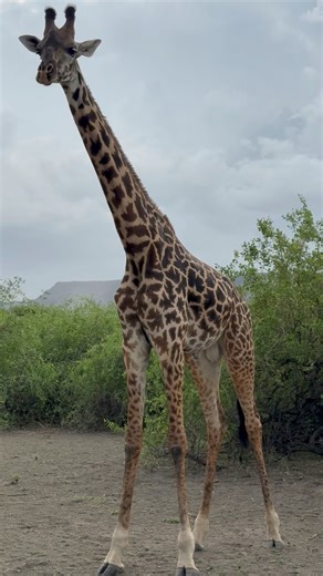 Tallest land animal on Earth: A giraffe can grow up to 5.5–6 meters (18–20 feet) tall. Even a newborn is taller than most humans! Even though their necks are very long, giraffes have 7 neck bones, just like humans, they’re just much bigger. No two giraffes have the same spot pattern, like human fingerprints. Each one is unique. | Musa Herry