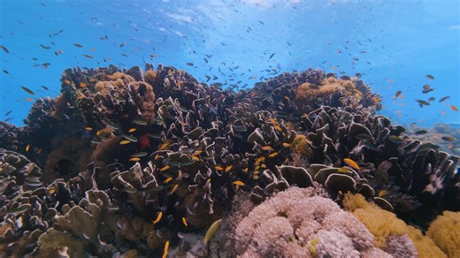 Here what David Attenborough says about plastic pollution, how we use plastic and our role in protecting our oceans. #oceansday2024 #bluhope #asiadiveexpo #ProtectOurOceans #plasticpollution | ADEX - Asia Dive Expo