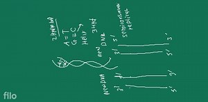 James Dewey Watson was born in Chicago on 6 April 1928. In 1947... | Filo