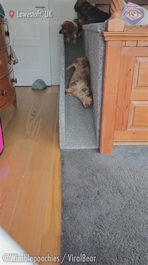 The slowest – and cutest – parade ever | 7-Second Riddles