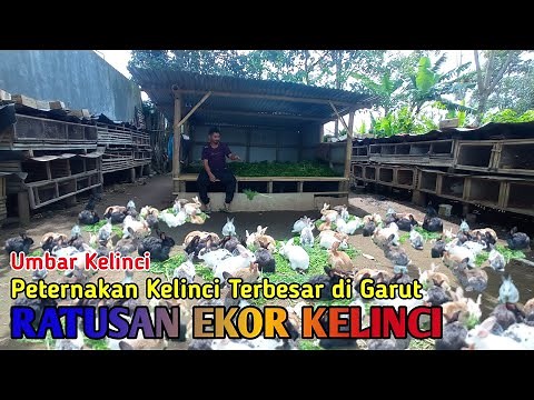 Umbar Kelinci Di Peternakan Kelinci Terbesar di Garut