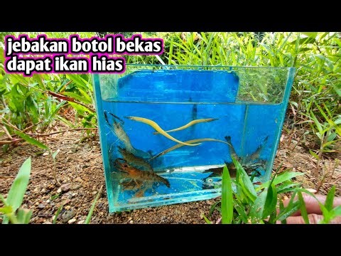 Fish trap using bottles can catch unique fish