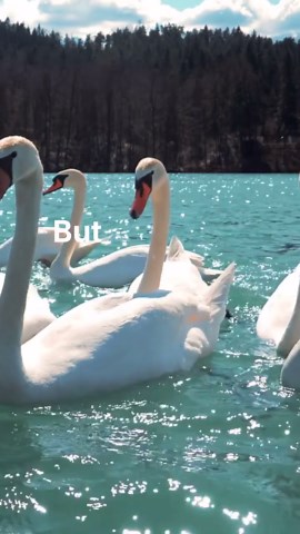 Swans look beautiful and peaceful… but they are surprisingly strong. With powerful wings, a swan can hit hard enough to seriously injure someone — even break bones. #didyouknow #animalfacts #wildlife #nature