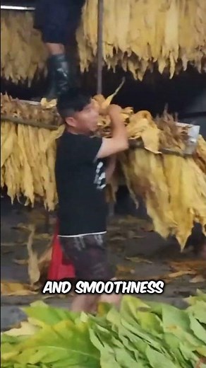 The REAL Reason Why Cuban Cigars are Expensive? 😱