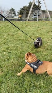 Guffy on a walk with his mate Wally | The Hughes Family
