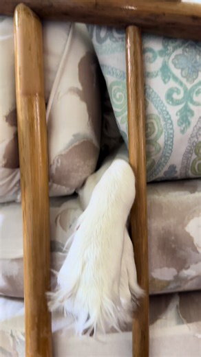 Princess Ruby: A Day in the Life of a Golden Retriever