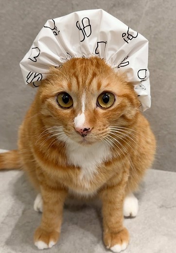 Bath time😚 목욕 시간 #cat #cats