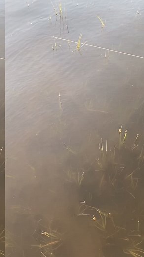 Serenity. #BullZeye #spinnerbait #saltwater #inshorefishing #grassflat #marsh #redfish #trout #flounder #charleston #southcarolina