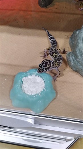 Fancy Leopard Gecko Eats Calcium Powder At PetSmart 2026