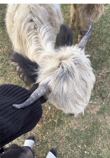 Sweet Moments Captured with Adorable Bunnies
