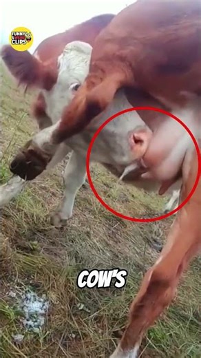 Cows Listen to Music for a Surprising Reason 🎵🐄