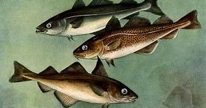 What's the difference between cod fish and scrod fish? [2025] | QAQooking.wiki