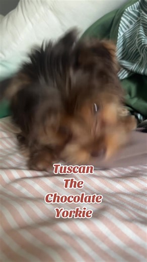 Meet the Adorable Chocolate Yorkie Puppy