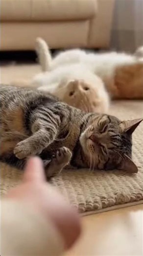 Funny Baby Finger Gun vs Cats #cat #shorts