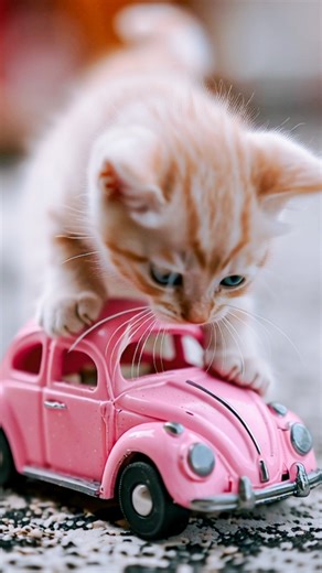 🐱 Adorable Kitten Plays with a Pink Toy Car! 😻💖 | Cute Cat Video #shorts