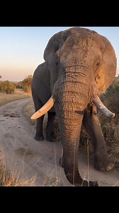 14K views · 399 reactions | Majestic and serene, a gentle giant in its natural habitat. Due to the rains, our peaceful animals will be leaving Livingstone for a long vacation! We will miss you  | Livingstone Times | Facebook