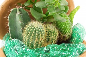 Cactus et plantes grasses, 4 variétés faciles à vivre