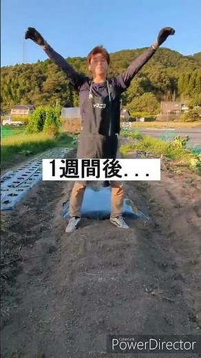 タマネギ🧅準備！ 大人気のイネニカ使ってます！ #shorts #家庭菜園 #岐阜県 #農業初心者 #農業#シルクスイート #タマネギ #家庭園芸 #一発肥料 #まかせときゃあシリーズ#イネニカ