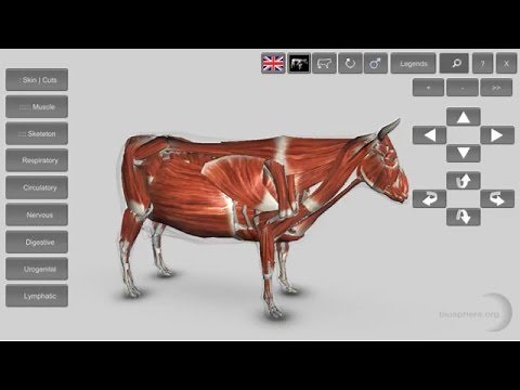 3D Bovine Anatomy - mobile app