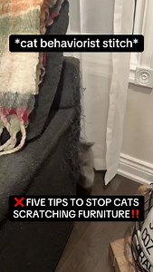 ❌ 5 Tips to Stop Cats From Scratching Furniture! . . . #cat #cats #catscratch #catcare #kitten | Wild At Heart - Cat Behavior Solutions