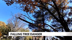 Dangers of falling trees amidst extreme weather fluctuations