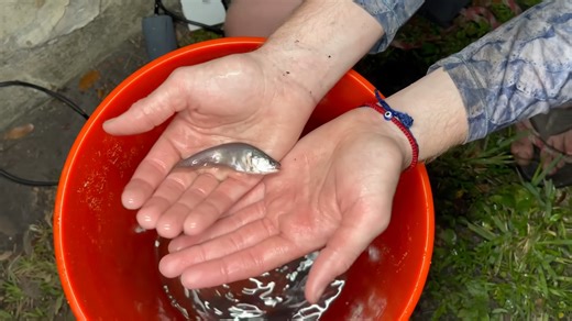 I opened a sewer and found fish that shouldn’t exist here