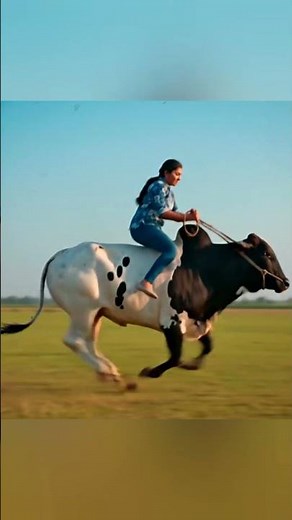 control rearing bull and riding on it