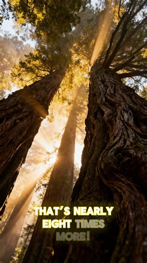 Trees vs Stars — Who Wins? 🌳🌌