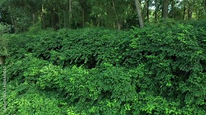 Knotweed Reynoutria dron aerial video drone shot Fallopia japonica Sakhalin Japanese, invasive and expansive species of dangerous plants leaf in river water stream creek shrub bushes, leaves fruits