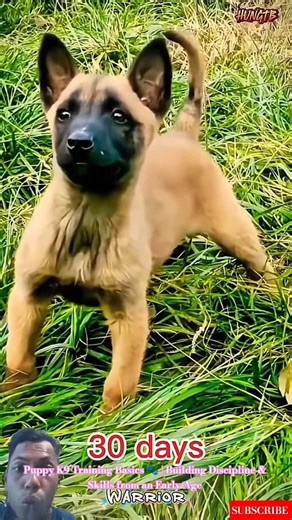 Puppy K9 Training Basics 🐾 | Building Discipline & Skills from an Early Age #malinois #dogtraining