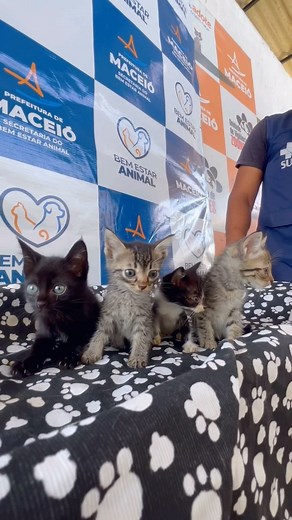 21K views · 14 reactions | A Prefs vai te ajudar a dar o melhor match da vida   Amanhã tem feira de adoção de animais na Praça do Graciliano Ramos. Já no domingo (22), será na Rua Aberta (Ponta Verde).  Para aqueles que já são pais de pet, também vamos aplicar vacina antirrábica de forma gratuita. Todos os animais disponíveis pra adoção já estão vacinados e com open lambeijo garantido. ❤️ #AquiAPrefeituraFaz | Prefeitura de Maceió | Facebook