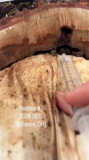 Thriving Honeybee Colony Rescue in Defiance, OH