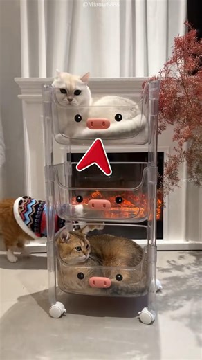 Winter has floors… and cats have rules 😼❄️ #shorts #facts