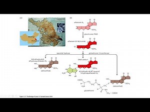 Aflatoxin B1 Cancer | Aflatoxin B1 mechanism of action | What is Hepatocellular carcinoma?