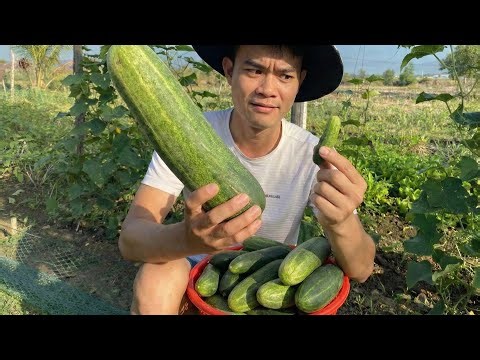 I Tried a Secret Trick, and the Giant Cucumber Harvest Surprised Everyone!