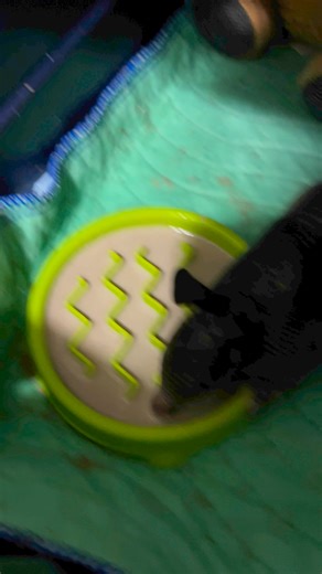 Arnold aka Arnie the #armadillo. | Little Bit Wildlife Rescue