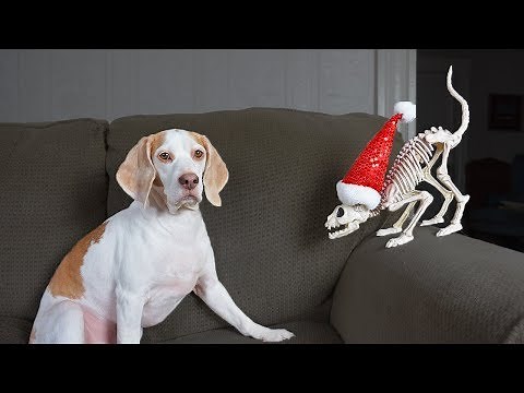 Dog vs Meowing Cat Skeleton Prank: Funny Dog Maymo