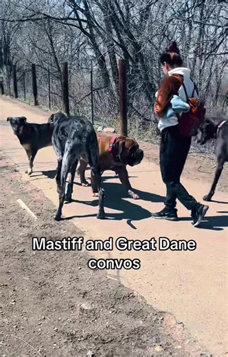 Funny dog video: 100% a baked bean (Maximus & Morpheus)