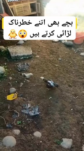 104K views · 1.9K reactions | Chick  Fight  ۔ . . . . . ....