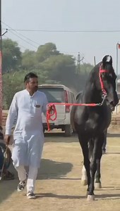 Marwari stallion Nadar was presented at Ganganagar Horse Fair....he’s owned by Shri Sukhveer Singh Ji - Ganganagar!! | Marwari Horse