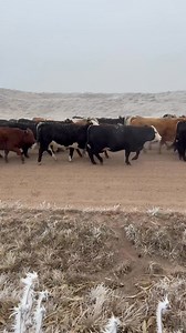 140 bred heifers for sale at Imperial Auction Market on Tuesday. Bred to LBW Jorgensen bulls to calve 2/25 for 30 days. Weighing 960-1100# will be sorted by color in the ring. | Wine Glass Ranch