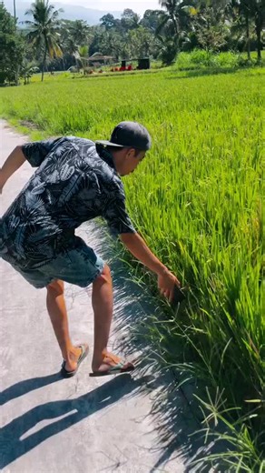 Exploring Tropical Rice Fields and Nature Interactions