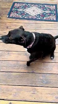 Dog Talks Back To Owner And It's Hilarious