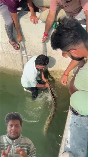 बहुत बड़ा अजगर पानी से बाहर नहीं निकल पा रहा था 😱 | Giant Python Trapped in Water